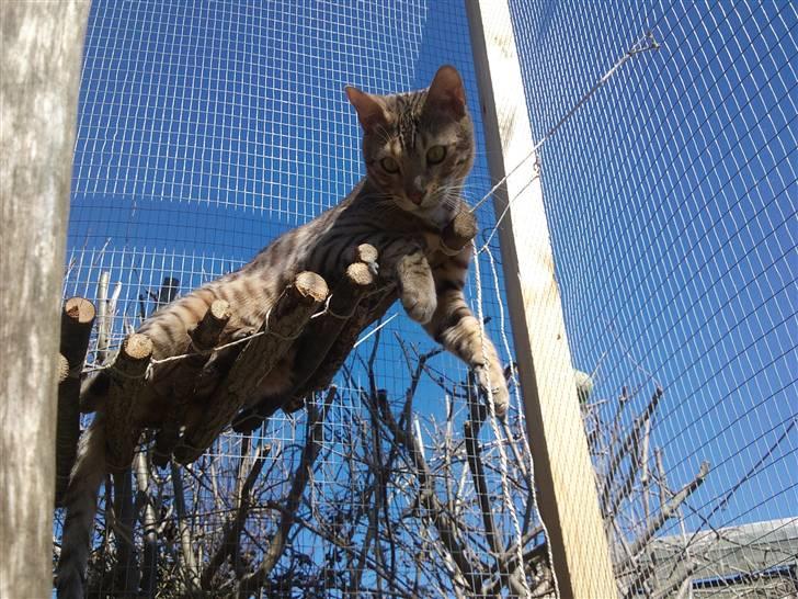 Bengal Seven of Diamond billede 9