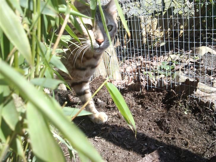 Bengal Seven of Diamond - Leger gennem i bambusen billede 10