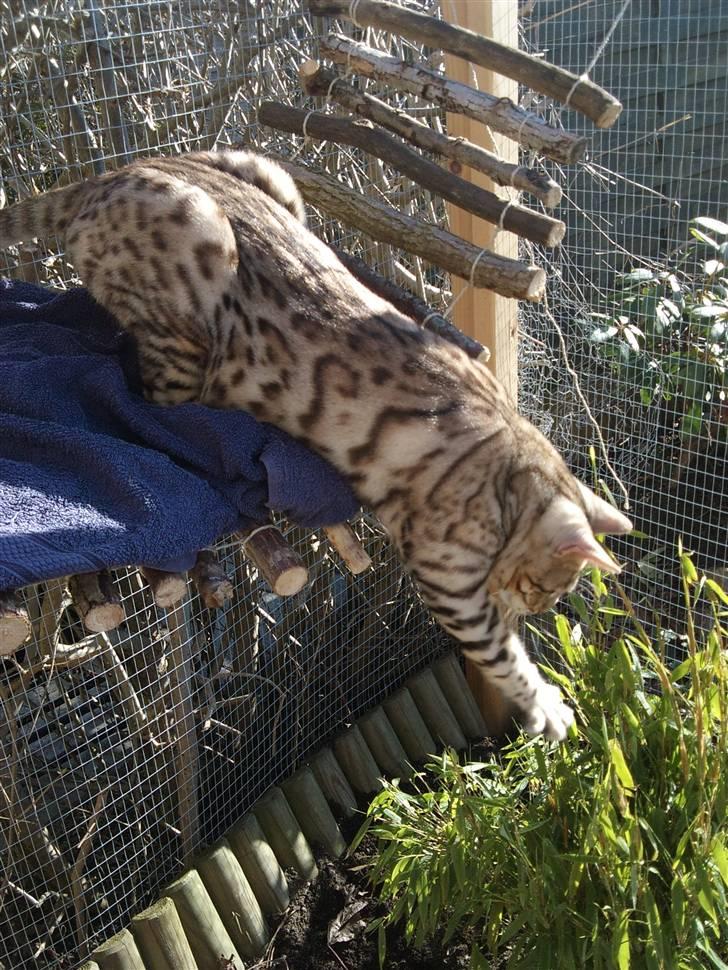 Bengal Ace of Spades RIP - Det kræver balance at gå på hængebroen.. ikke Aces stærkest side men øvelser gør vel mester :) billede 10