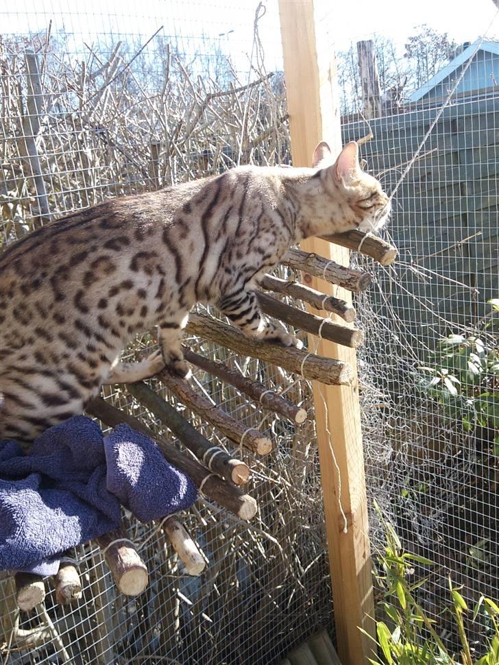 Bengal Ace of Spades RIP billede 11