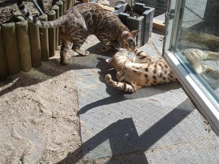 Bengal Seven of Diamond - Drengene leger (Seven på ryggen ) billede 11