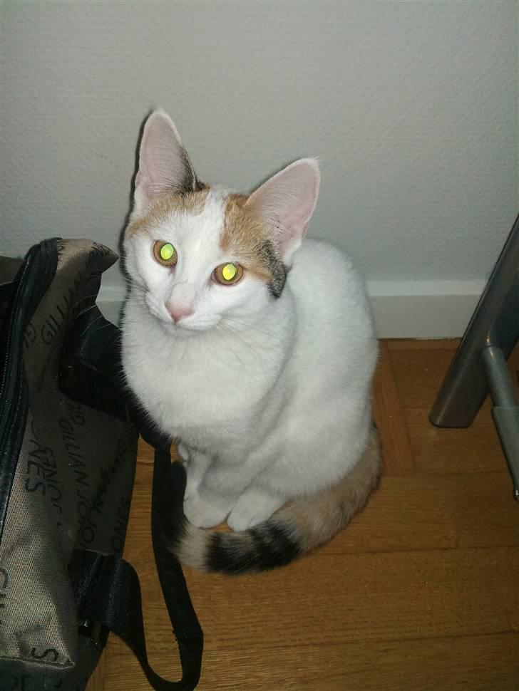 Huskat Freja billede 1