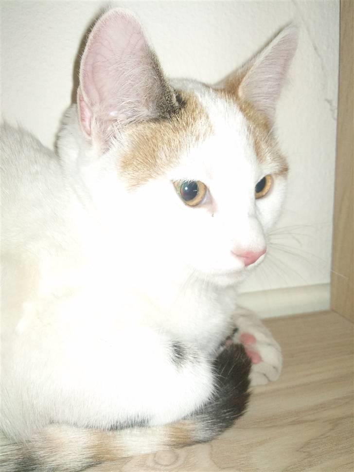 Huskat Freja billede 2