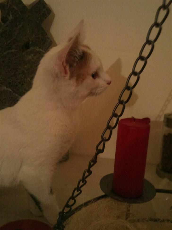 Huskat Freja billede 3