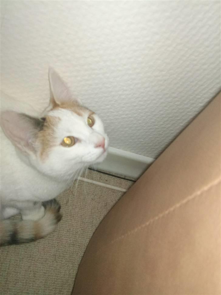 Huskat Freja billede 4