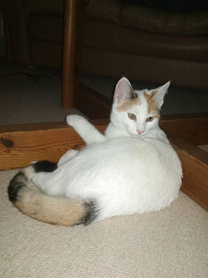 Huskat Freja billede 5