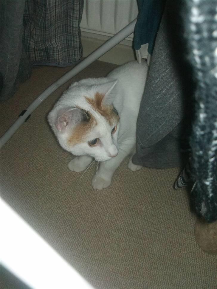 Huskat Freja billede 6