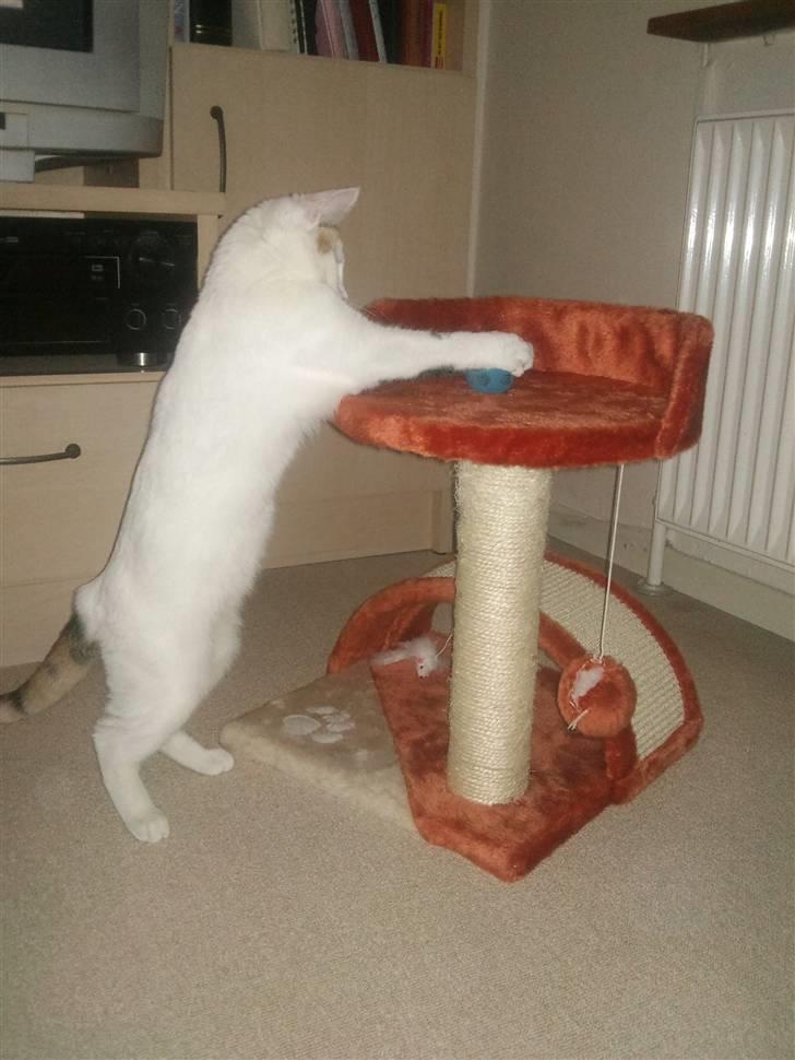 Huskat Freja billede 7