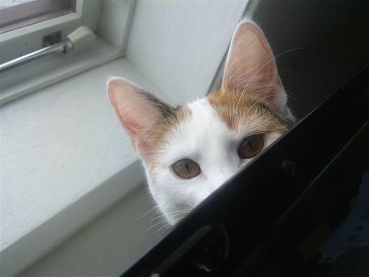 Huskat Freja billede 8