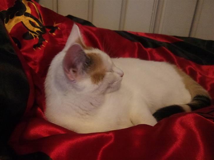 Huskat Freja billede 9