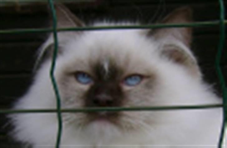 Ragdoll DK Prema-Panda´s Chokomand billede 1