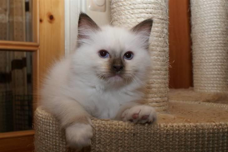 Ragdoll DK Prema-Panda´s Chokomand billede 2