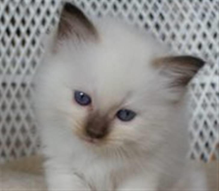 Ragdoll DK Prema-Panda´s Chokomand billede 3