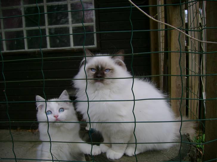 Ragdoll DK Prema-Panda´s Chokomand billede 4