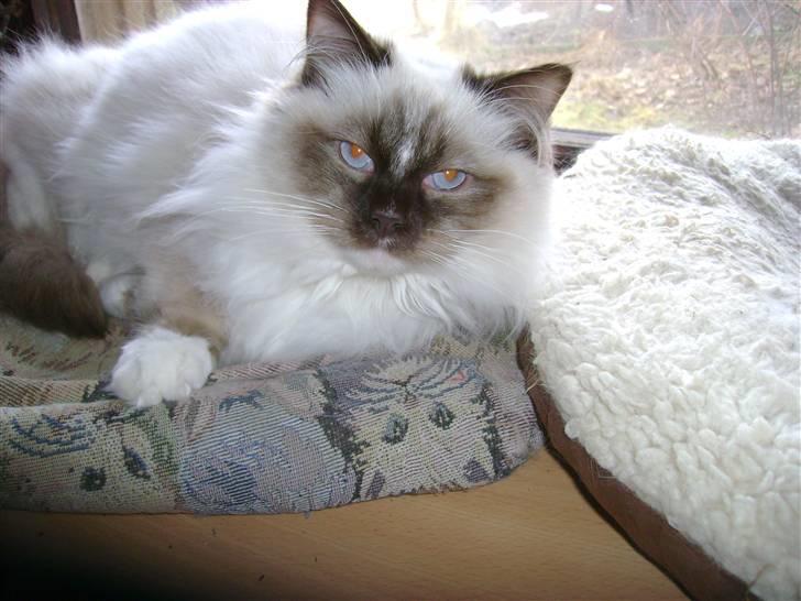 Ragdoll DK Prema-Panda´s Chokomand billede 5