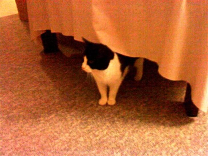 Huskat Dimsen billede 1