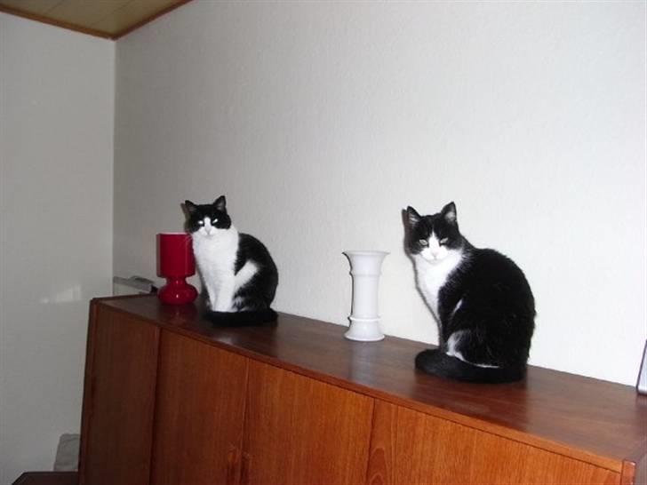 Huskat Dimsen - Dimsen er til venstre. billede 2