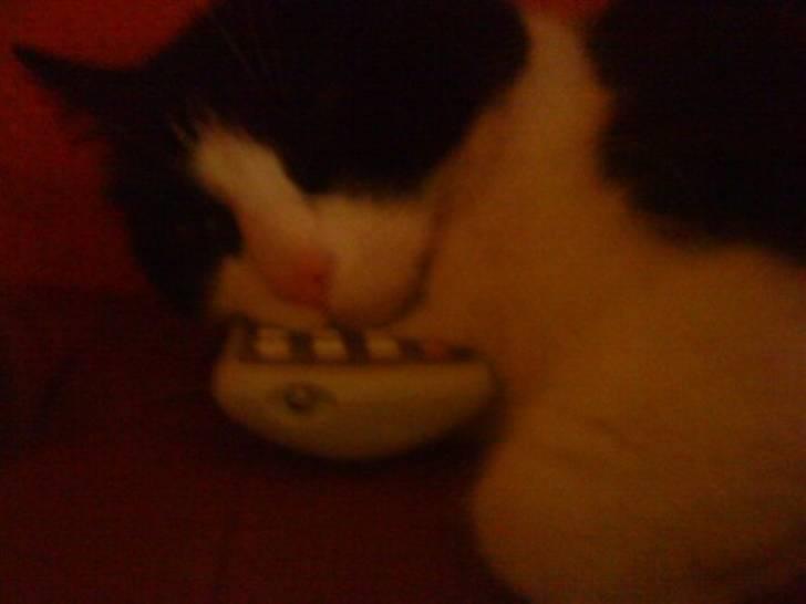 Huskat Dimsen billede 3