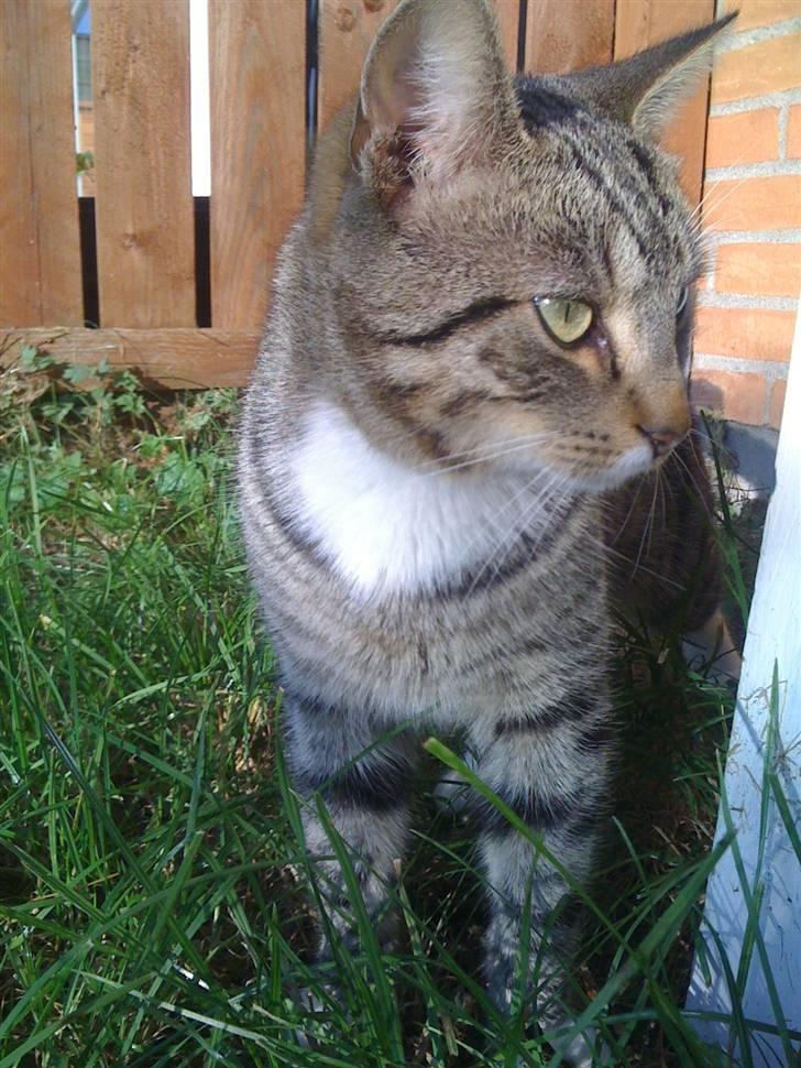 Blanding af racer Felix billede 1