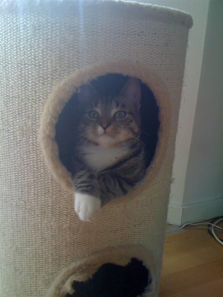 Blanding af racer Felix billede 2