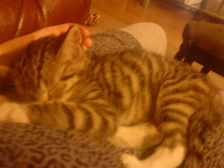 Blanding af racer Felix billede 4