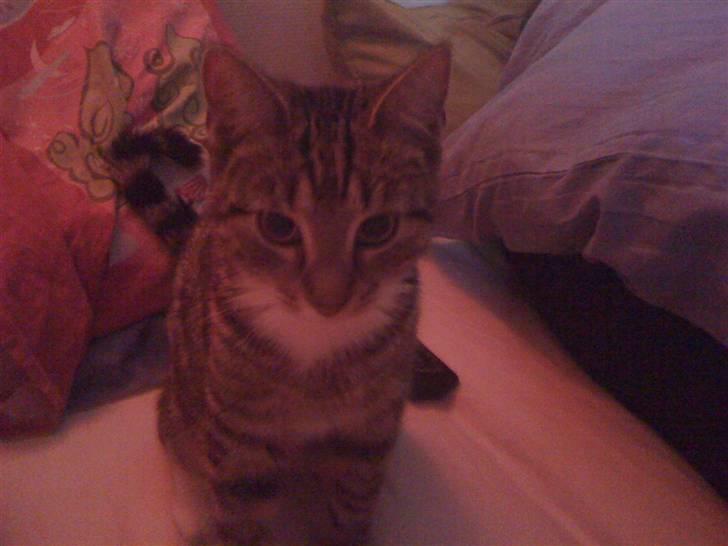 Blanding af racer Felix billede 5