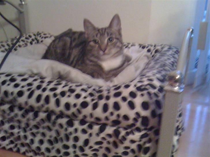 Blanding af racer Felix billede 6