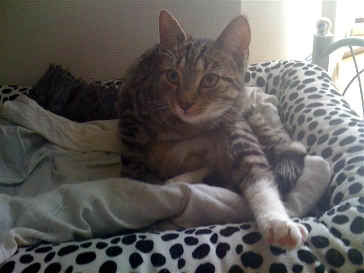 Blanding af racer Felix billede 8