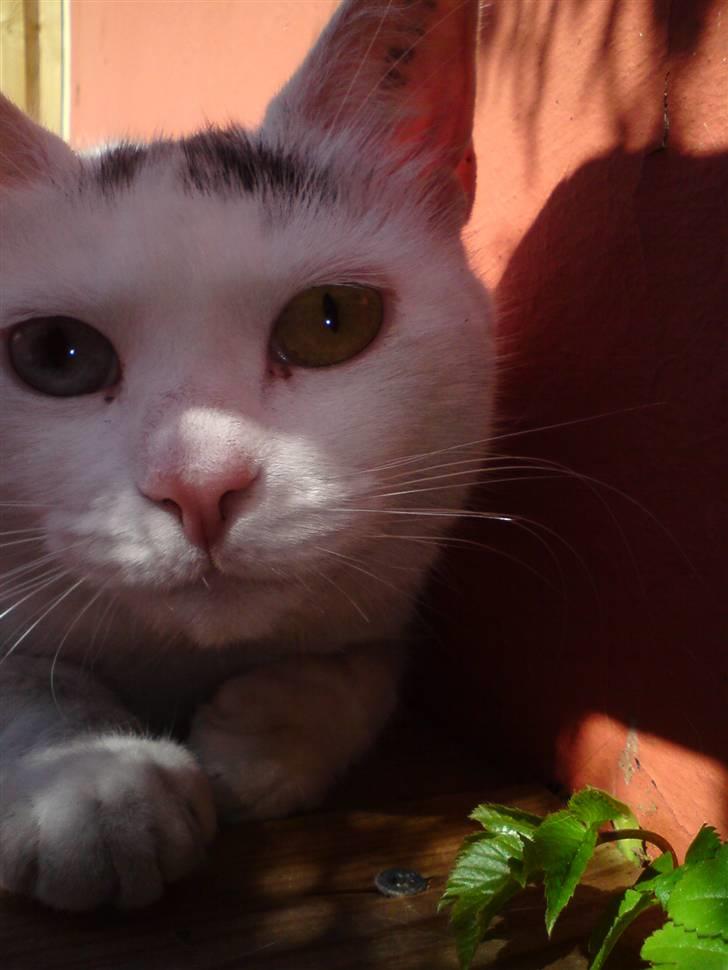 Blanding af racer Bowie billede 1