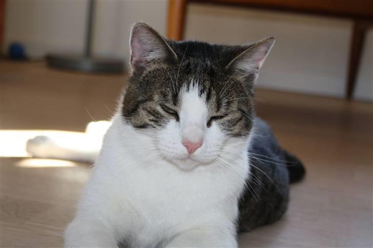 Huskat Trunte<3 billede 10