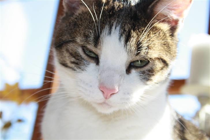 Huskat Trunte<3 billede 11