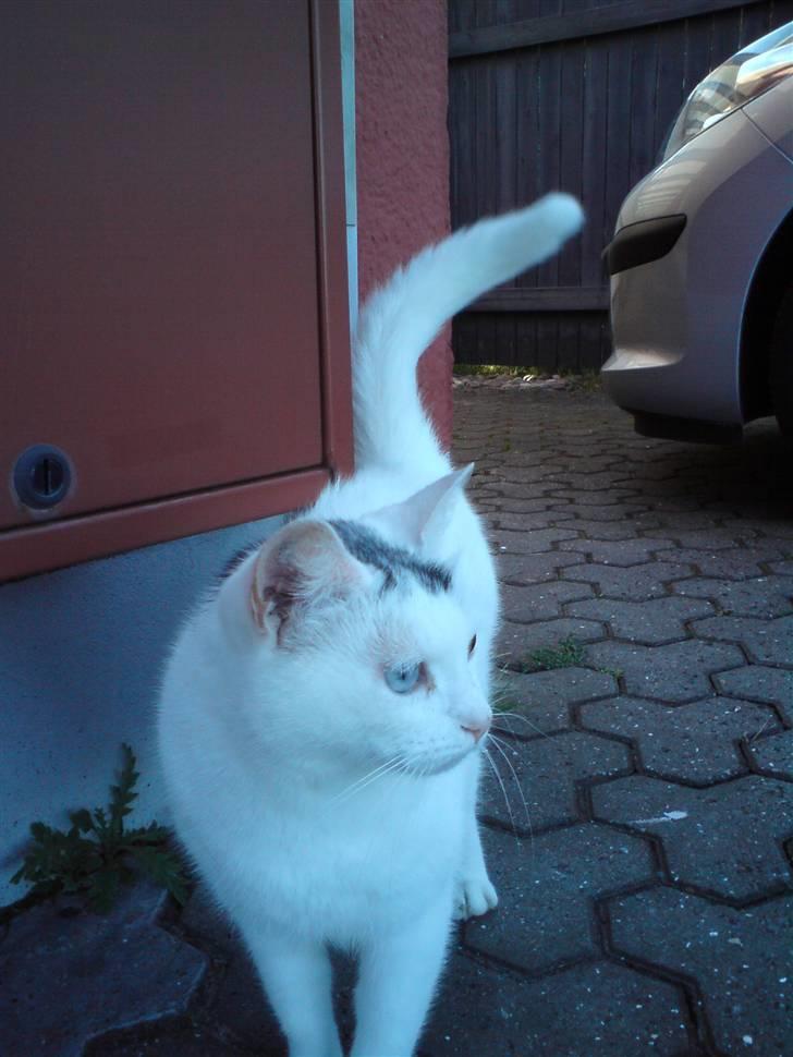 Blanding af racer Bowie billede 2