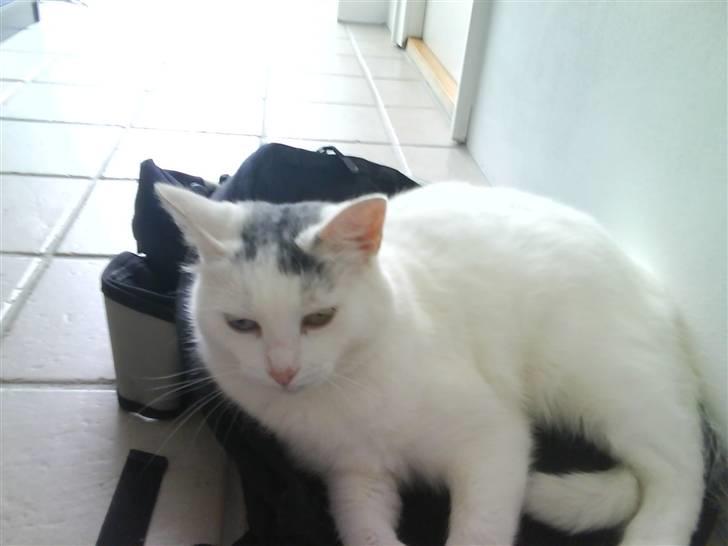 Blanding af racer Bowie billede 3