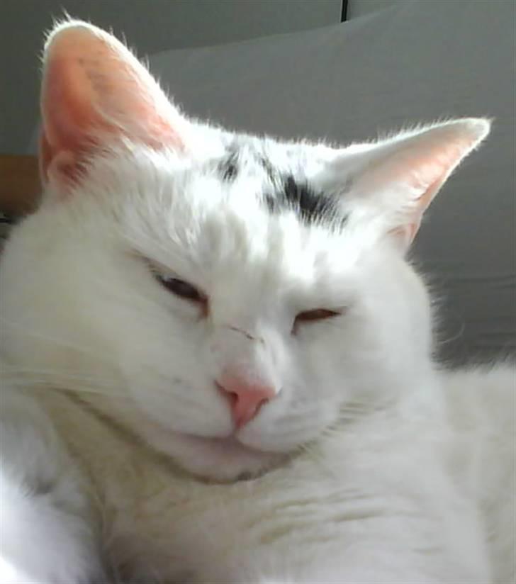 Blanding af racer Bowie billede 4