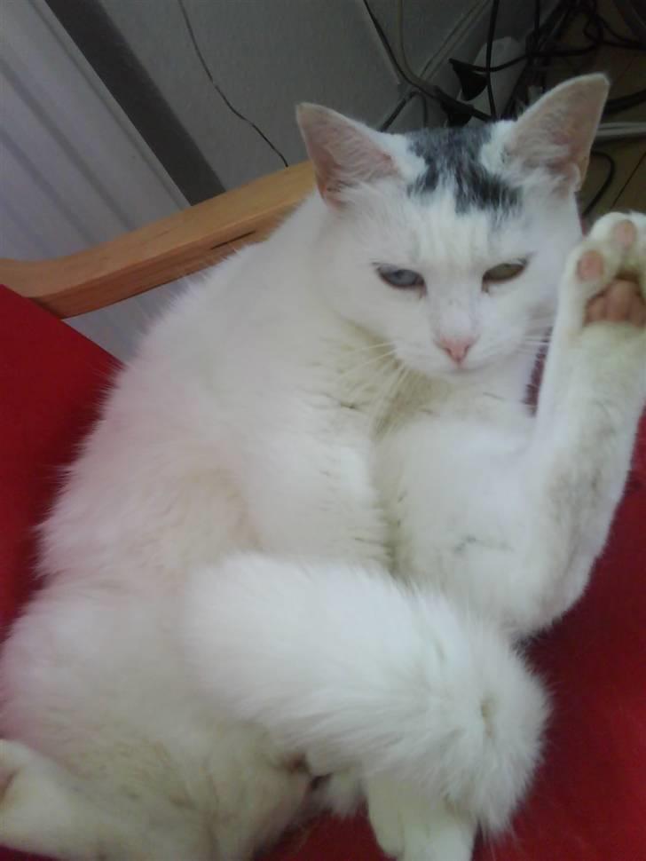 Blanding af racer Bowie billede 5