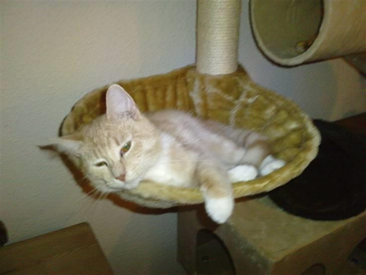 Blanding af racer Aurelia billede 18