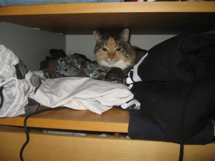 Huskat Bianca aka Fru Kat billede 4