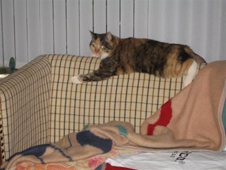 Huskat Bianca aka Fru Kat billede 5