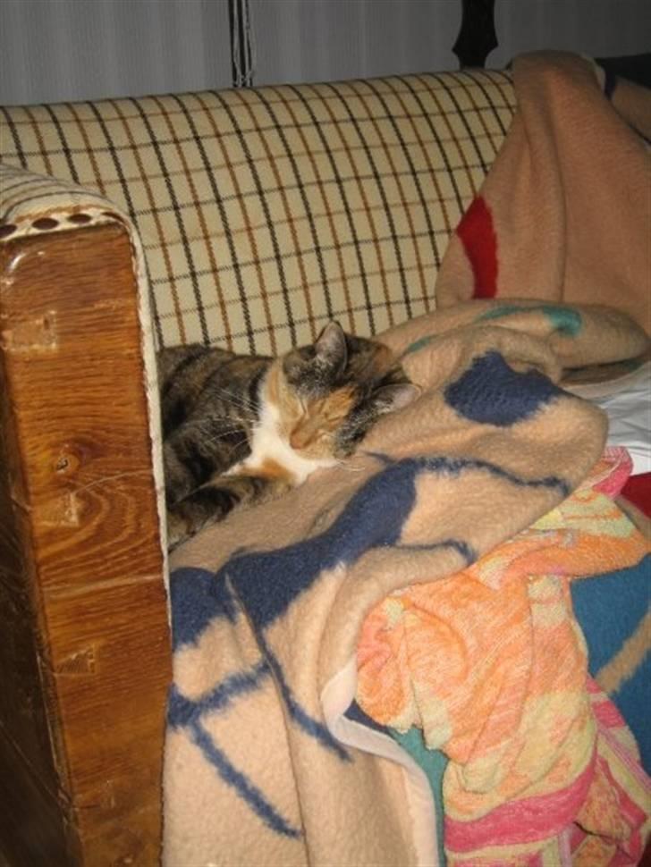 Huskat Bianca aka Fru Kat billede 6