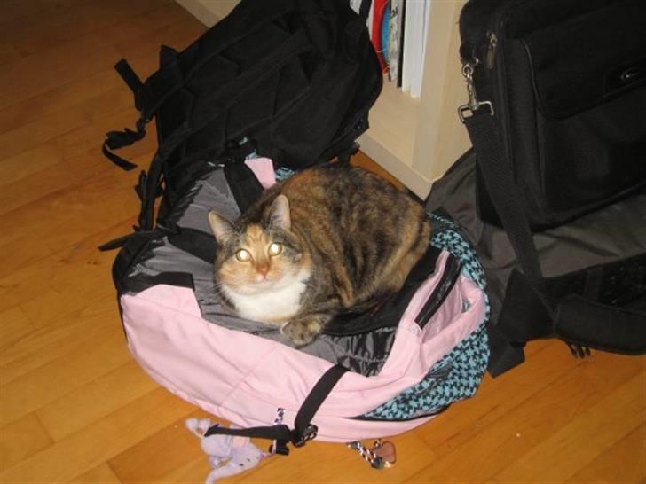 Huskat Bianca aka Fru Kat billede 7