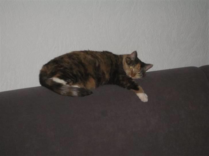 Huskat Bianca aka Fru Kat billede 8