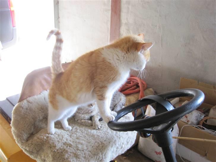 Huskat Miley - Ude at køre.. billede 11