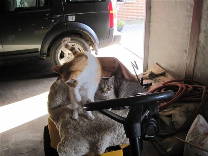 Huskat Miley - kommer der nogen bag fra? billede 12