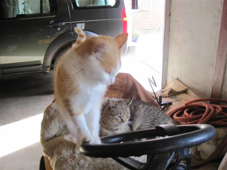 Huskat Miley - Så drejer vi billede 13