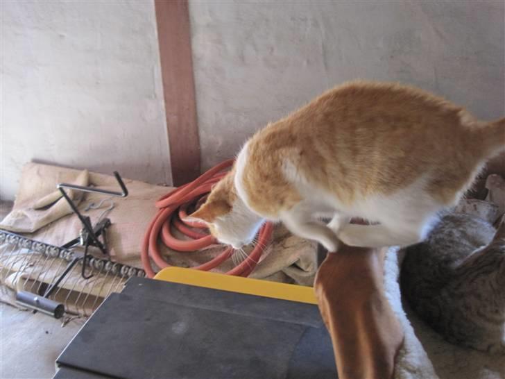 Huskat Miley - Hjæælp vi køre galt. SPRING! billede 14