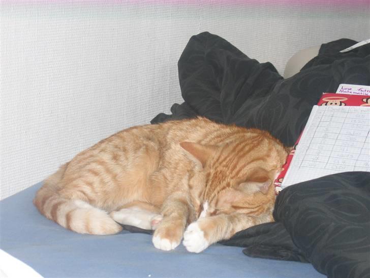 Huskat Garfild †R.I.P† sov sødt - NURHHHHH og så lige med mine skole bøger ;) billede 12