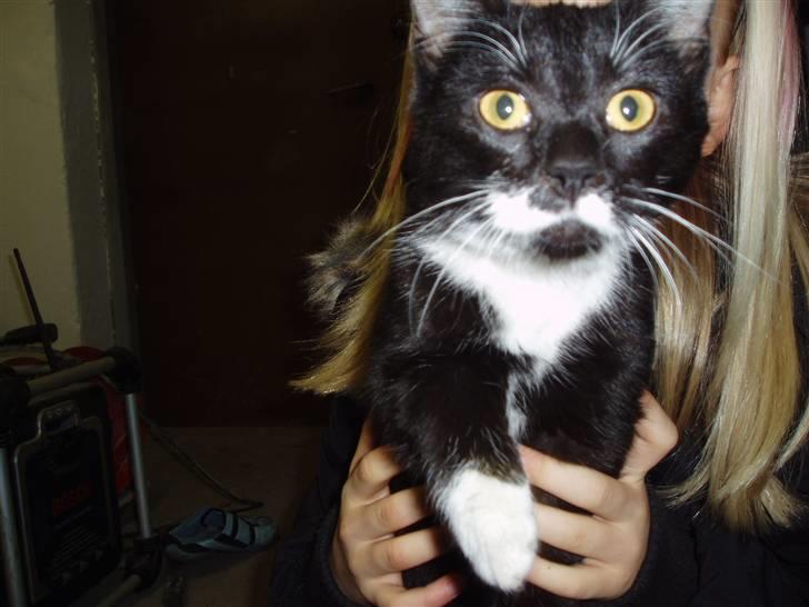 Huskat Mille<3 billede 2