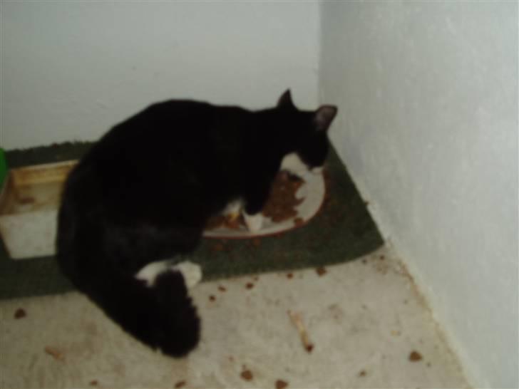 Huskat Mille<3 billede 3