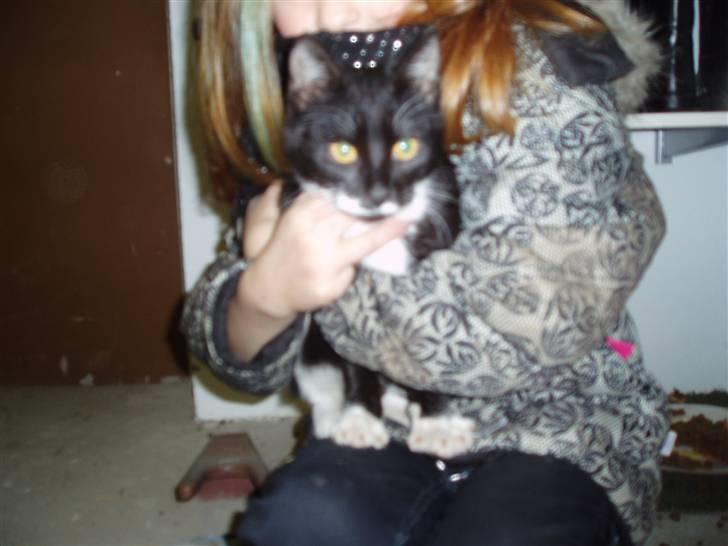 Huskat Mille<3 billede 4