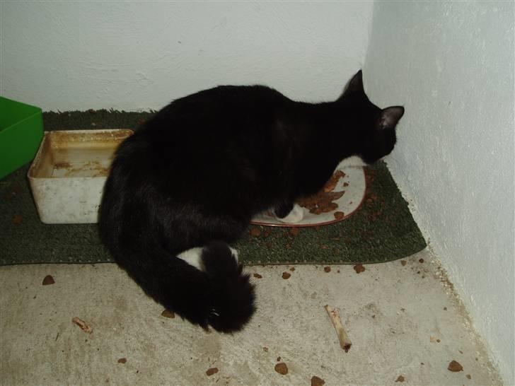 Huskat Mille<3 billede 5